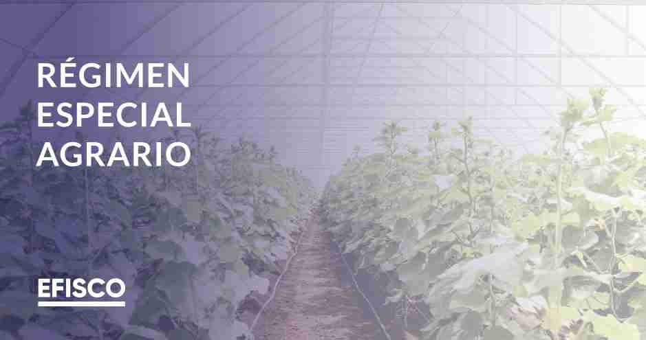 Efisco – Blog – Post Portadas